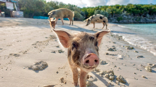 Island Hopping The Bahamas