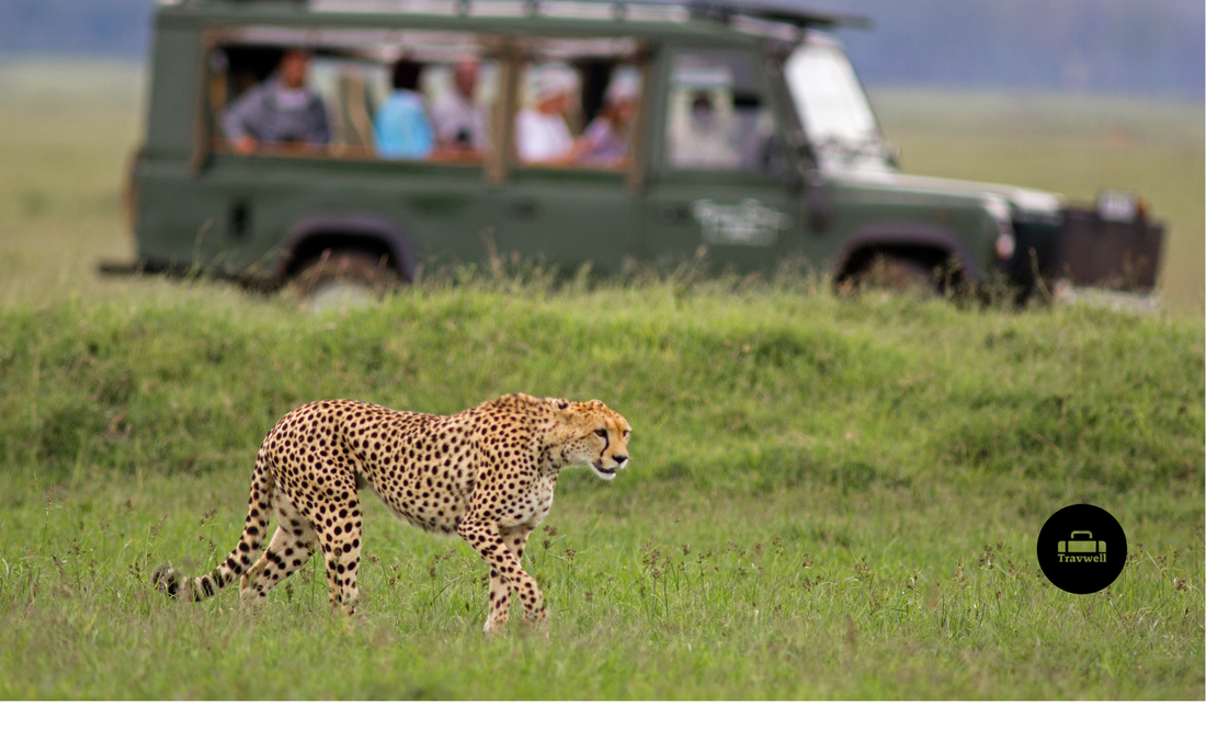 Top Wildlife Destinations for Animal and Nature Lovers