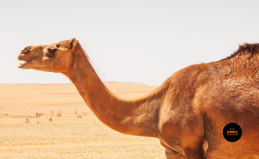 Oman travel guide camel photo