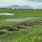 Rural landscape with rice fields, a building, and mountains in the background.