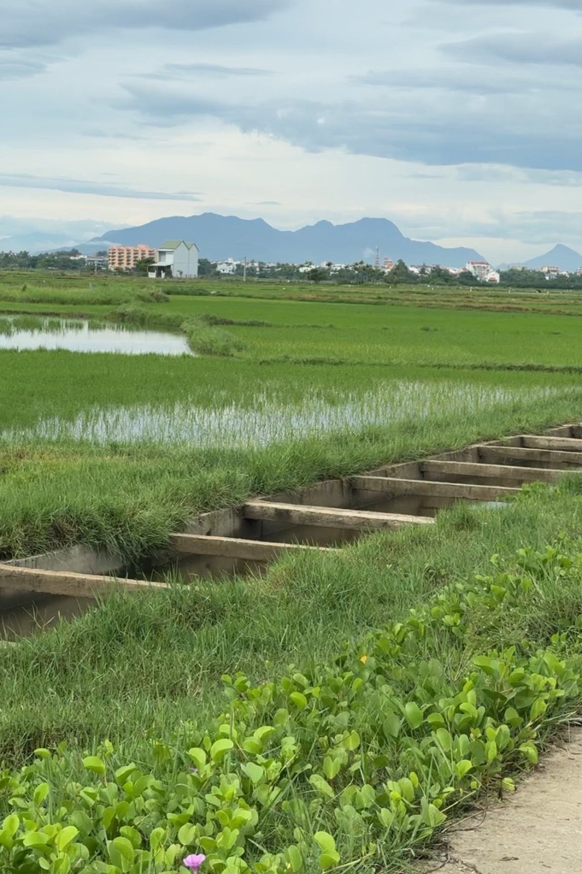 Rural landscape with rice fields, a building, and mountains in the background.