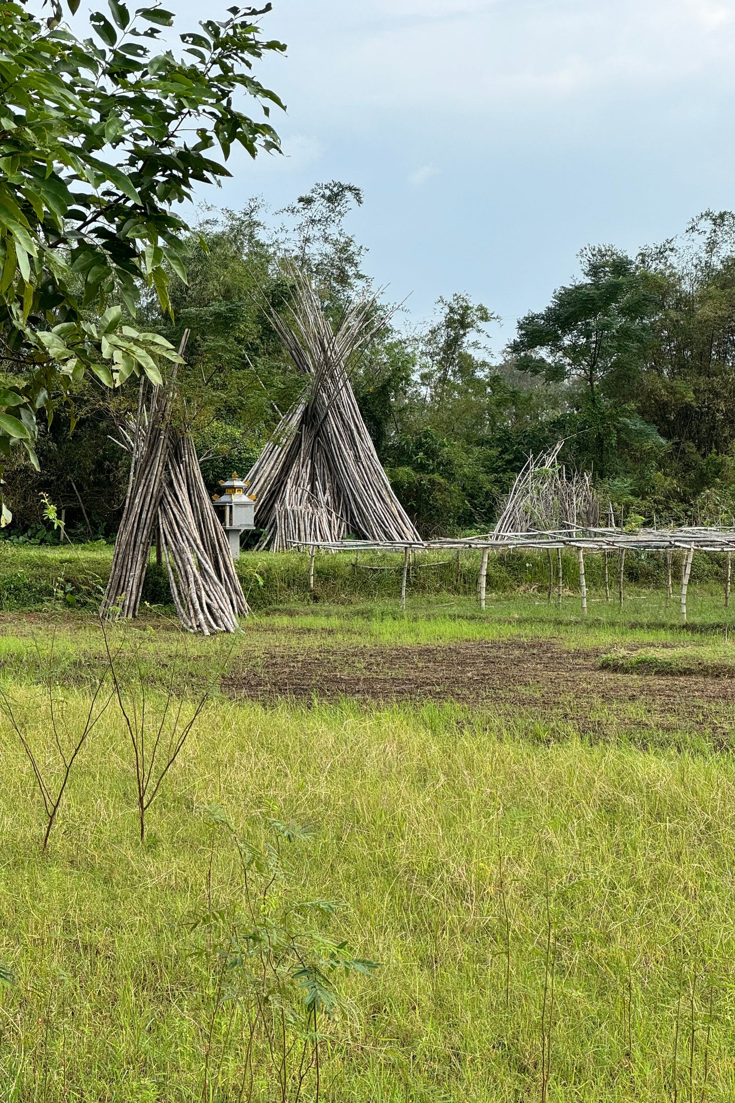 Tall, dried tree trunks leaning against a fence in a grassy field with trees in the background.