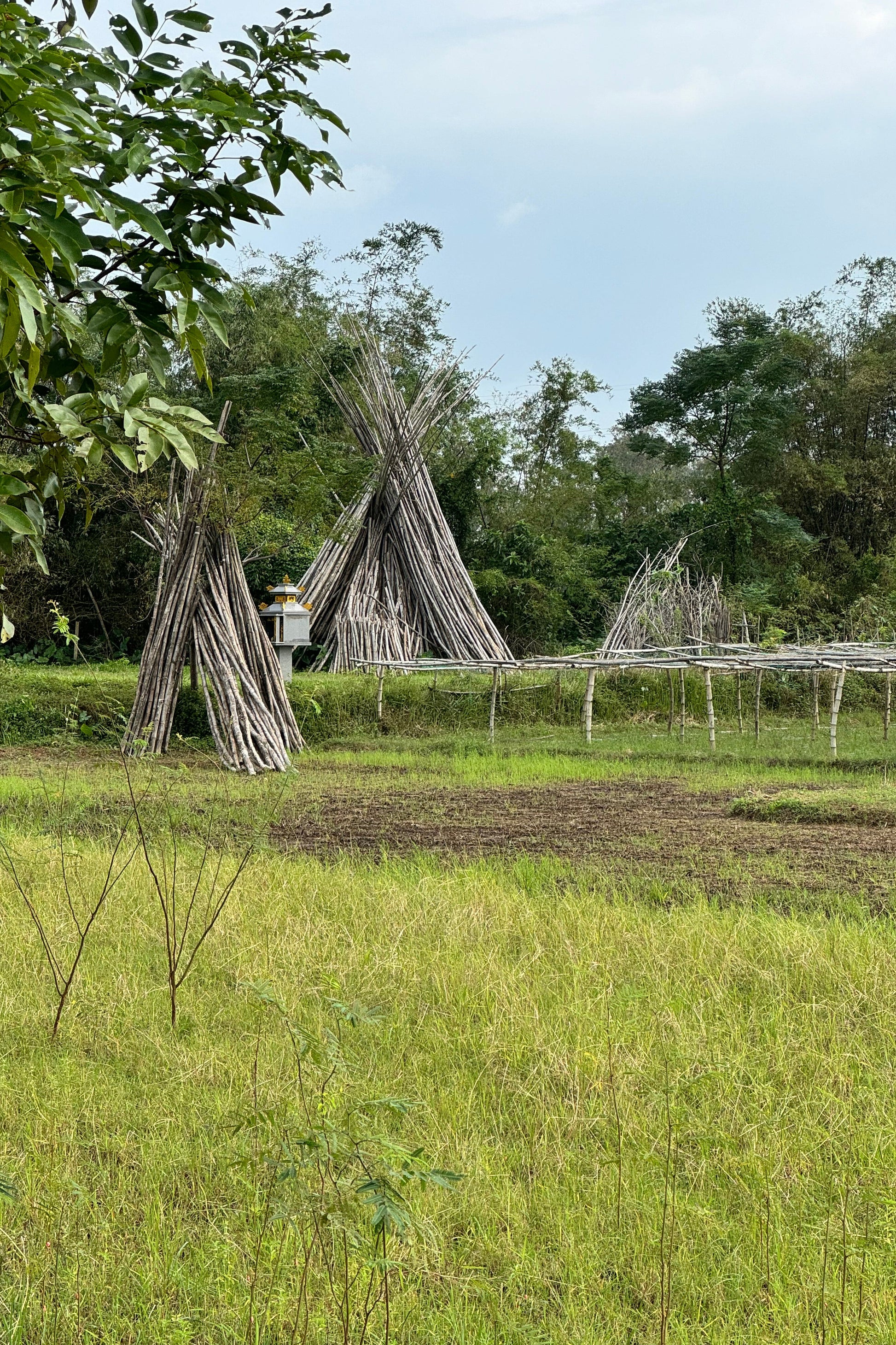 Tall, dried tree trunks leaning against a fence in a grassy field with trees in the background.