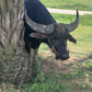 Water buffalo standing next to a palm tree in a grassy field
