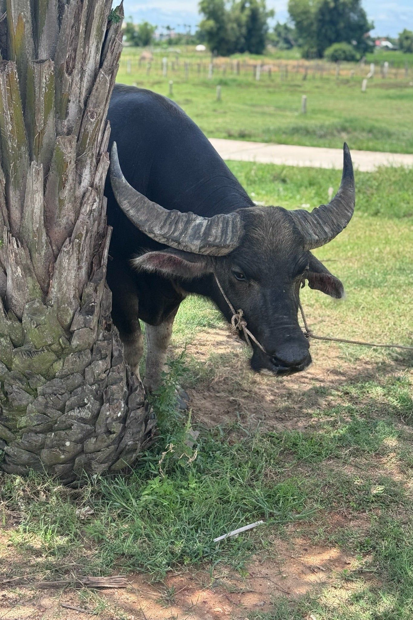 Water buffalo standing next to a palm tree in a grassy field