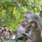 Monkeys interacting with each other in a natural setting
