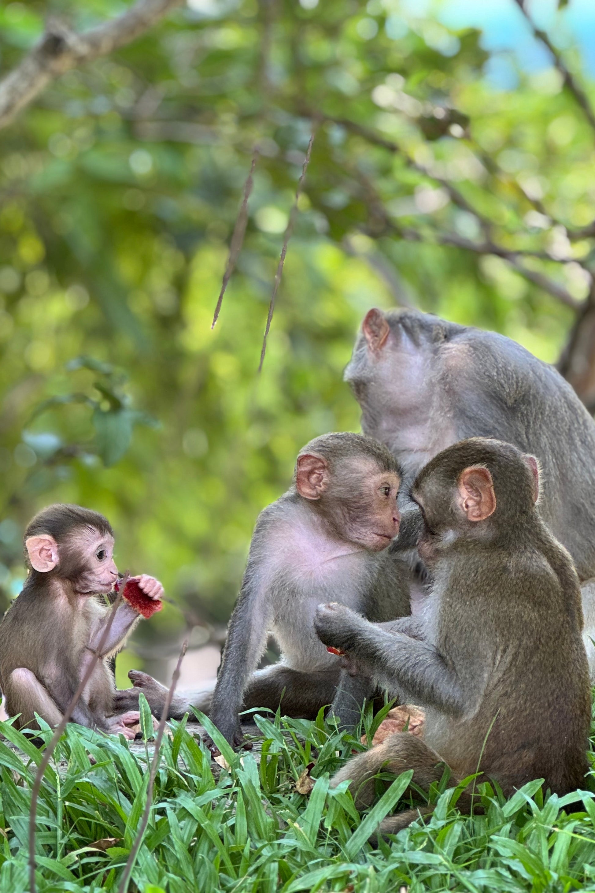 Monkeys interacting with each other in a natural setting
