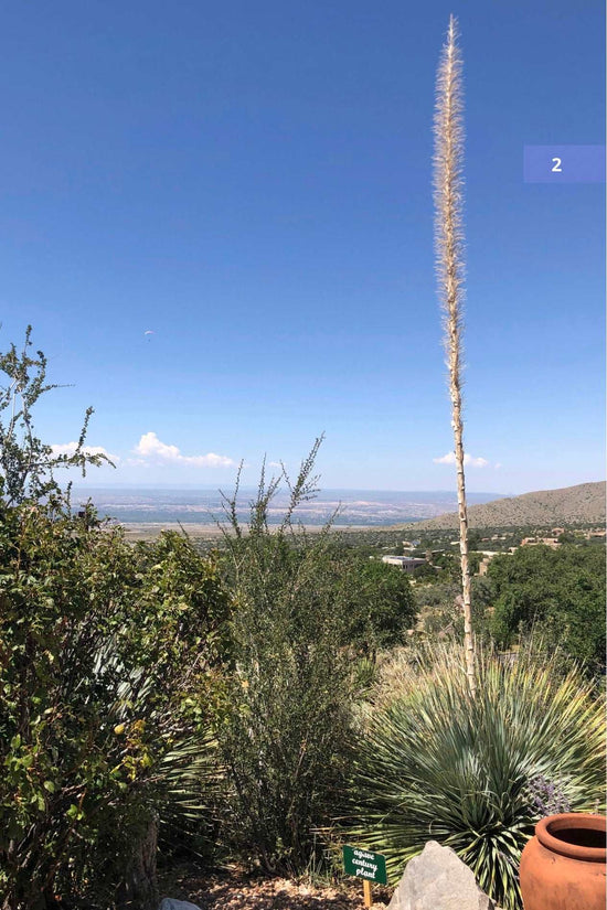 Albuquerque Visitor Guide & New Mexico Trip Planner Book by Travwell