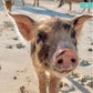 Nassau Bahamas Trip Planner: Pink Sands, Pigs & Island Vibes Book by Travwell