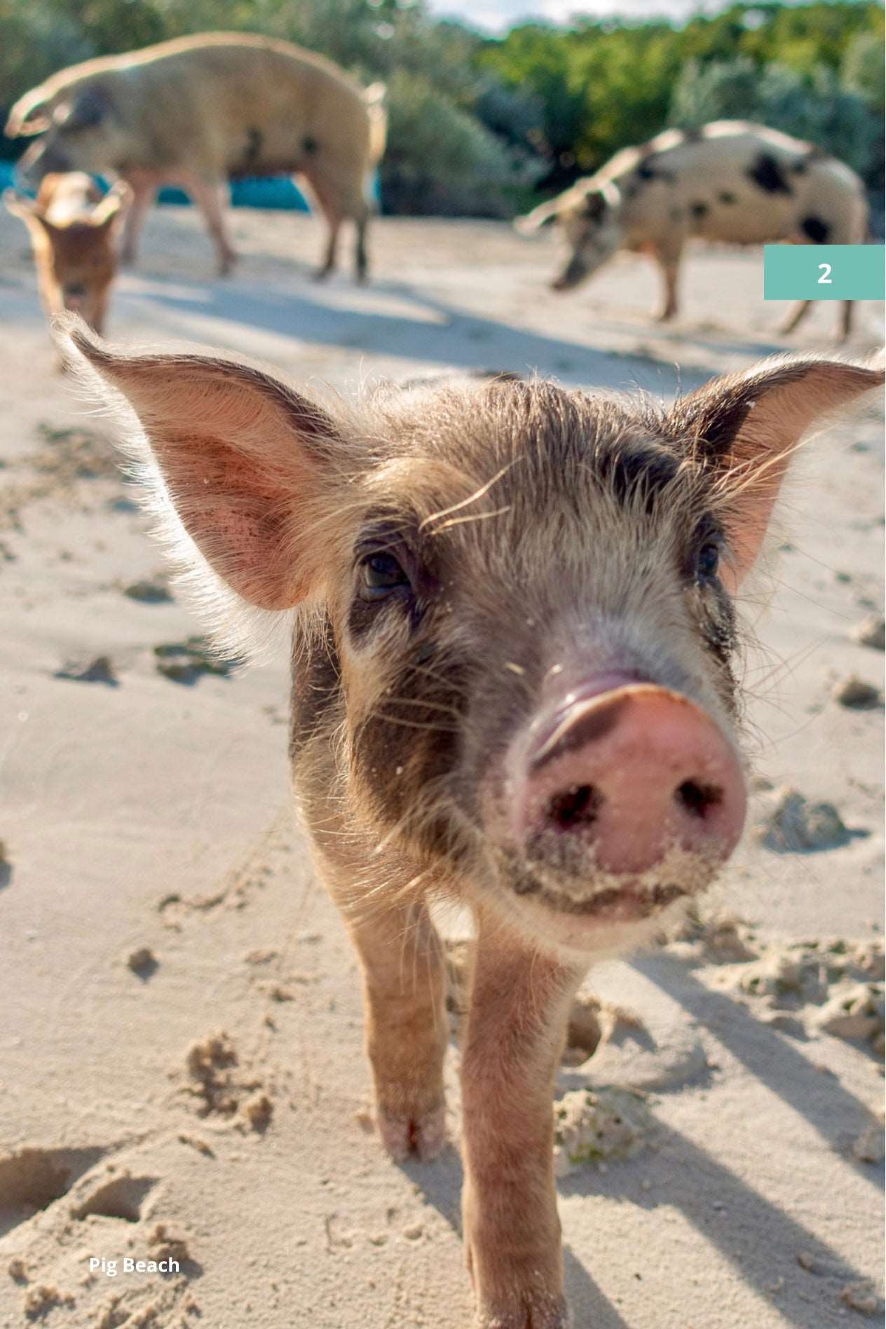 Nassau Bahamas Trip Planner: Pink Sands, Pigs & Island Vibes Book by Travwell